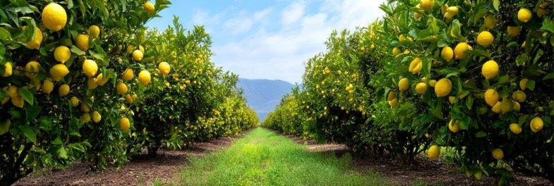 agriculture and animal husbandry 01