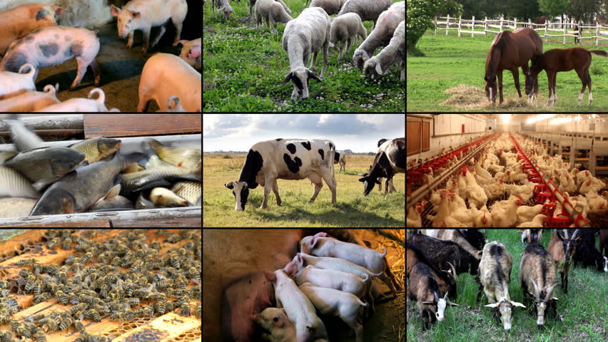 agriculture and animal husbandry 06